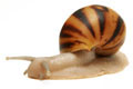 Archachatina marginataI cf. suturalis Nigeria typ 3 silver body juvenil